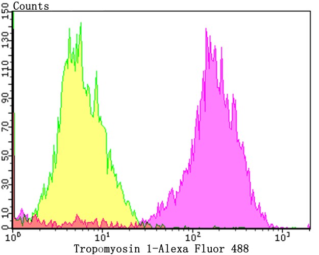 Flow cytometric analysis of Tropomyosin 1 was done on Hela cells. The cells were fixed, permeabilized and stained with the primary antibody (ET7108-74, 1/50) (purple). After incubation of the primary antibody at room temperature for an hour, the cells were stained with a Alexa Fluor 488-conjugated Goat anti-Rabbit IgG Secondary antibody at 1/1000 dilution for 30 minutes.Unlabelled sample was used as a control (cells without incubation with primary antibody; yellow).