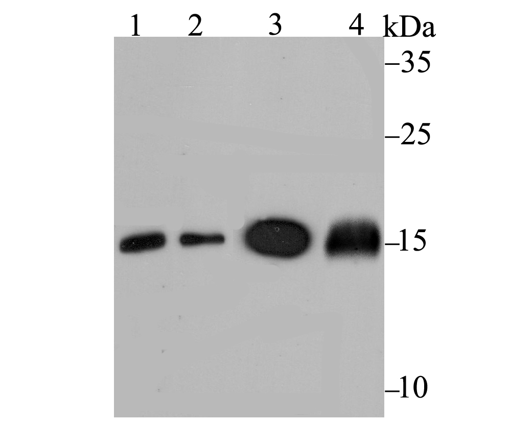Western blot analysis of Ube2N on different lysates using anti-Ube2N antibody at 1/1,000 dilution.<br />
 Positive control:<br />
 Lane 1: Daudi  <br />
         Lane 2: SH-SY-5Y<br />
 Lane 3: Mouse spleen <br />
   Lane 4: Rat spleen