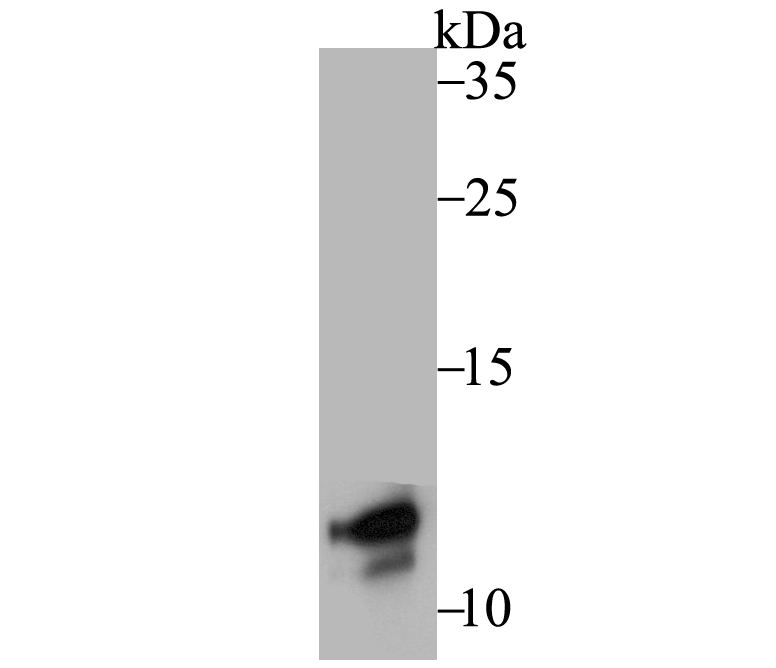 Western blot analysis of DAP12 on THP-1 cell lysates. Proteins were transferred to a PVDF membrane and blocked with 5% BSA in PBS for 1 hour at room temperature. The primary antibody (ET7108-76, 1/500) was used in 5% BSA at room temperature for 2 hours. Goat Anti-Rabbit IgG - HRP Secondary Antibody (HA1001) at 1:200,000 dilution was used for 1 hour at room temperature.