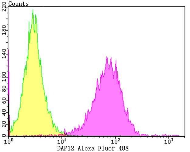 Flow cytometric analysis of DAP12 was done on K562 cells. The cells were fixed, permeabilized and stained with the primary antibody (ET7108-76, 1/50) (purple). After incubation of the primary antibody at room temperature for an hour, the cells were stained with a Alexa Fluor®488 conjugate-Goat anti-Rabbit IgG Secondary antibody at 1/1,000 dilution for 30 minutes.Unlabelled sample was used as a control (cells without incubation with primary antibody; yellow).