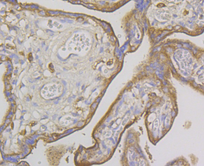 Immunohistochemical analysis of paraffin-embedded human placenta tissue using anti-IQGAP1 antibody. The section was pre-treated using heat mediated antigen retrieval with Tris-EDTA buffer (pH 9.0) for 20 minutes.The tissues were blocked in 1% BSA for 30 minutes at room temperature, washed with ddH2O and PBS, and then probed with the primary antibody (ET7108-79, 1/50) for 30 minutes at room temperature. The detection was performed using an HRP conjugated compact polymer system. DAB was used as the chromogen. Tissues were counterstained with hematoxylin and mounted with DPX.