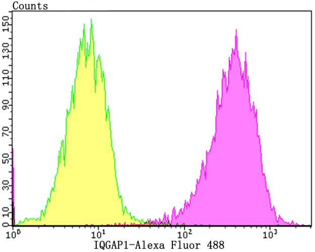 Flow cytometric analysis of IQGAP1 was done on Hela cells. The cells were fixed, permeabilized and stained with the primary antibody (ET7108-79, 1/50) (purple). After incubation of the primary antibody at room temperature for an hour, the cells were stained with a Alexa Fluor®488 conjugate-Goat anti-Rabbit IgG Secondary antibody at 1/1000 dilution for 30 minutes.Unlabelled sample was used as a control (cells without incubation with primary antibody; yellow).
