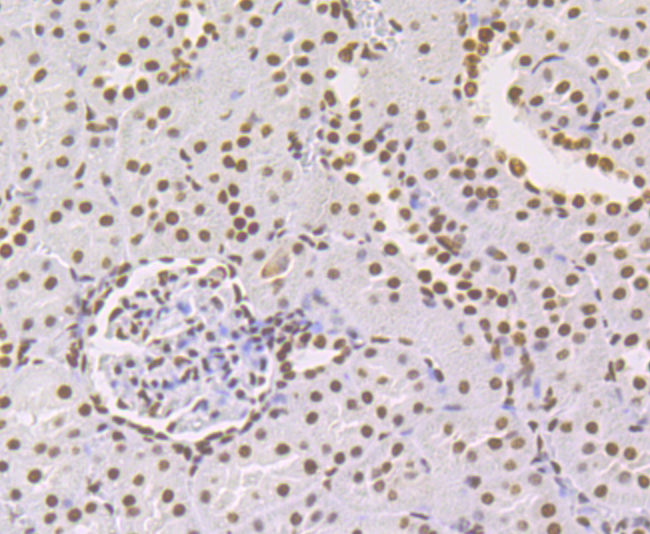 Immunohistochemical analysis of paraffin-embedded rat kidney tissue using anti- p54nrb antibody. Counter stained with hematoxylin.