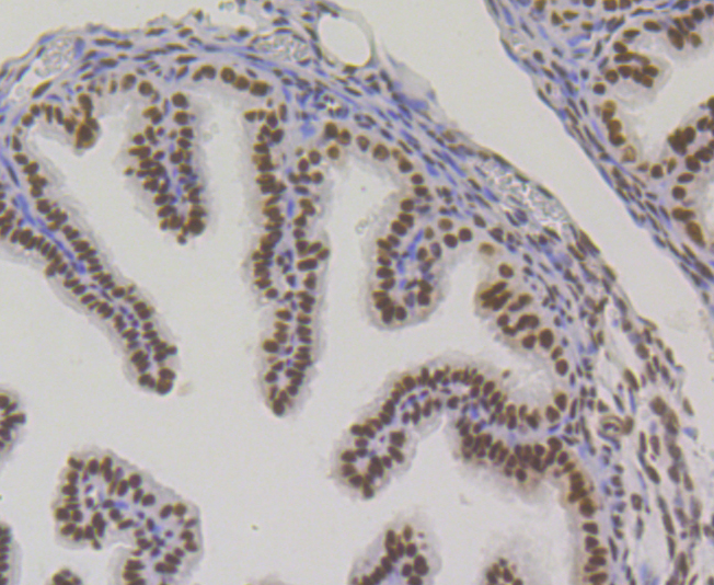 Immunohistochemical analysis of paraffin-embedded mouse fallopian tissue using anti-Bub3 antibody. Counter stained with hematoxylin.