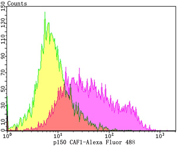 Flow cytometric analysis of Daudi cells with p150 CAF1 antibody at 1/100 dilution (purple) compared with an unlabelled control (cells without incubation with primary antibody; yellow).  Alexa Fluor 488-conjugated goat anti-rabbit IgG was used as the secondary antibody.