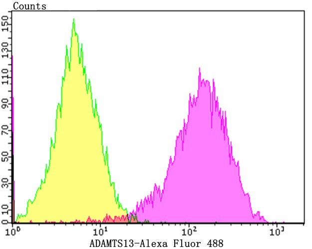 Flow cytometric analysis of ADAMTS13 was done on HepG2 cells. The cells were fixed, permeabilized and stained with the primary antibody (ET7108-86, 1/50) (purple). After incubation of the primary antibody at room temperature for an hour, the cells were stained with a Alexa Fluor 488-conjugated Goat anti-Rabbit IgG Secondary antibody at 1/1000 dilution for 30 minutes.Unlabelled sample was used as a control (cells without incubation with primary antibody; yellow).
