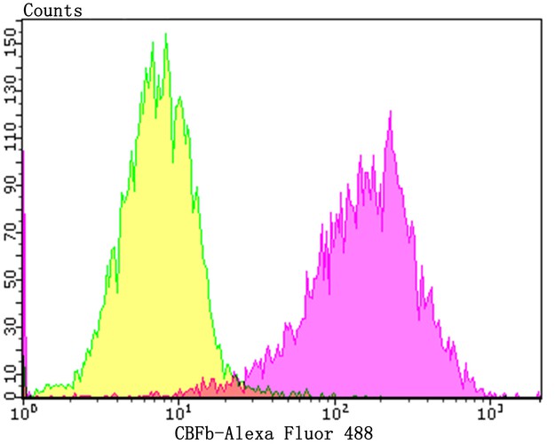 Flow cytometric analysis of SiHa cells with CBFb antibody at 1/100 dilution (purple) compared with an unlabelled control (cells without incubation with primary antibody; yellow).  Alexa Fluor 488-conjugated goat anti-rabbit IgG was used as the secondary antibody.