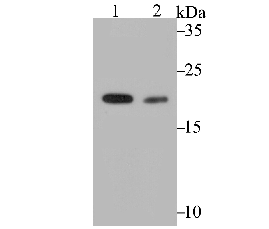 Western blot analysis of COMT on MCF-7 cell (1) and rat testis tissue (2) lysate using anti-COMT antibody at 1/2,000 dilution.