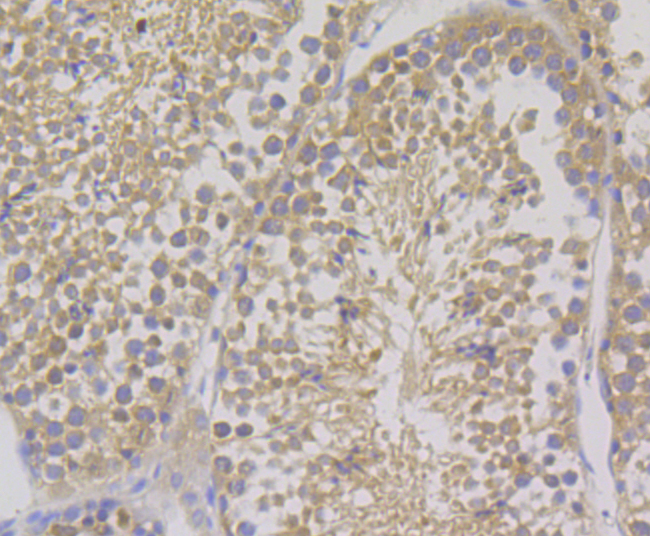Immunohistochemical analysis of paraffin-embedded mouse testis tissue using anti-COMT antibody. Counter stained with hematoxylin.