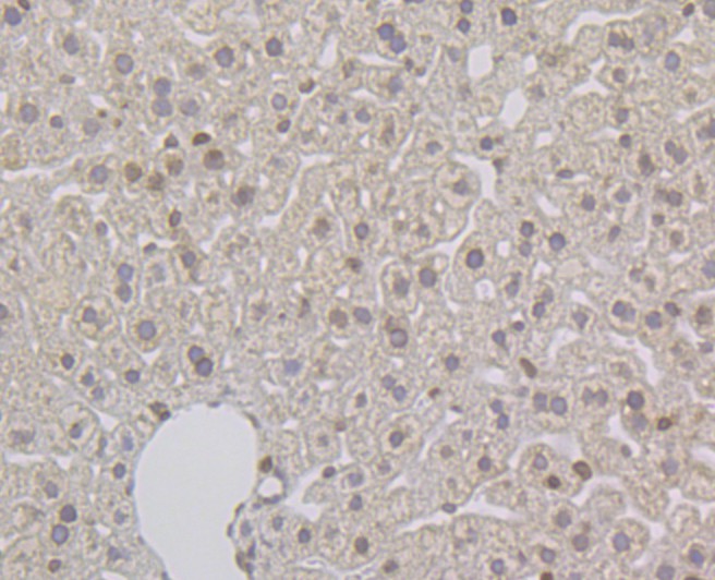 Immunohistochemical analysis of paraffin-embedded mouse liver tissue using anti-SUN2 antibody. Counter stained with hematoxylin.