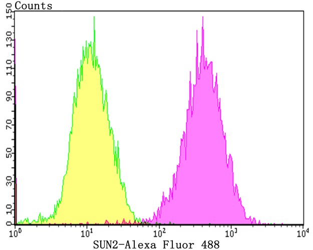 Flow cytometric analysis of SK-Br-3 cells with SUN2 antibody at 1/100 dilution (purple) compared with an unlabelled control (cells without incubation with primary antibody; yellow).  Alexa Fluor 488-conjugated goat anti-rabbit IgG was used as the secondary antibody.