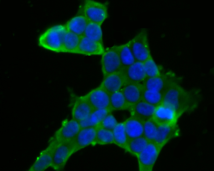 ICC staining FKBP52 in 293T cells (green). The nuclear counter stain is DAPI (blue). Cells were fixed in paraformaldehyde, permeabilised with 0.25% Triton X100/PBS.