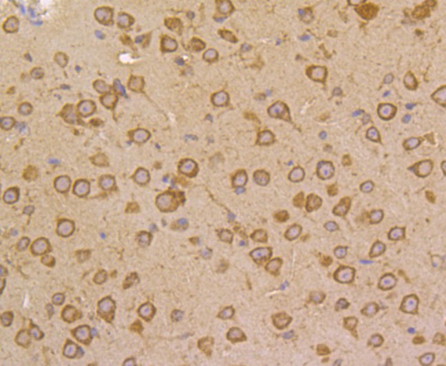 Immunohistochemical analysis of paraffin-embedded mouse brain tissue using anti-FKBP52 antibody. Counter stained with hematoxylin.