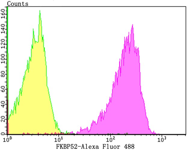 Flow cytometric analysis of 293T cells with FKBP52 antibody at 1/100 dilution (purple) compared with an unlabelled control (cells without incubation with primary antibody; yellow).  Alexa Fluor 488-conjugated goat anti-rabbit IgG was used as the secondary antibody.