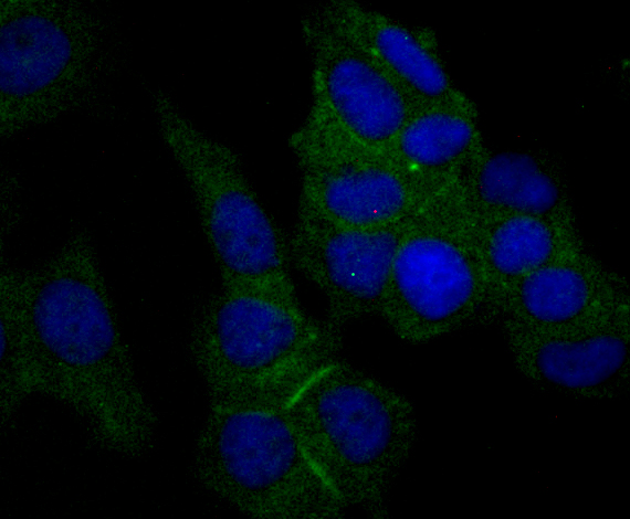 ICC staining of Nectin 2 in MCF-7 cells (green). Formalin fixed cells were permeabilized with 0.1% Triton X-100 in TBS for 10 minutes at room temperature and blocked with 1% Blocker BSA for 15 minutes at room temperature. Cells were probed with the primary antibody (ET7108-95, 1/50) for 1 hour at room temperature, washed with PBS. Alexa Fluor®488 Goat anti-Rabbit IgG was used as the secondary antibody at 1/1,000 dilution. The nuclear counter stain is DAPI (blue).