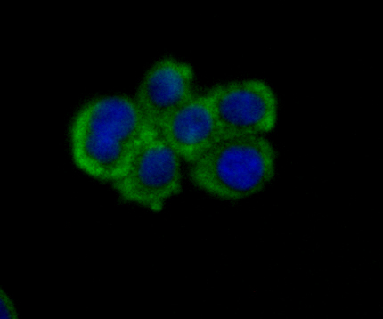 ICC staining of Nectin 2 in LOVO cells (green). Formalin fixed cells were permeabilized with 0.1% Triton X-100 in TBS for 10 minutes at room temperature and blocked with 1% Blocker BSA for 15 minutes at room temperature. Cells were probed with the primary antibody (ET7108-95, 1/50) for 1 hour at room temperature, washed with PBS. Alexa Fluor®488 Goat anti-Rabbit IgG was used as the secondary antibody at 1/1,000 dilution. The nuclear counter stain is DAPI (blue).