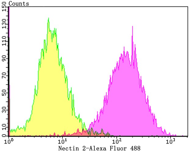 Flow cytometric analysis of Nectin 2 was done on LOVO cells. The cells were fixed, permeabilized and stained with the primary antibody (ET7108-95, 1/50) (purple). After incubation of the primary antibody at room temperature for an hour, the cells were stained with a Alexa Fluor 488-conjugated Goat anti-Rabbit IgG Secondary antibody at 1/1000 dilution for 30 minutes.Unlabelled sample was used as a control (cells without incubation with primary antibody; yellow).