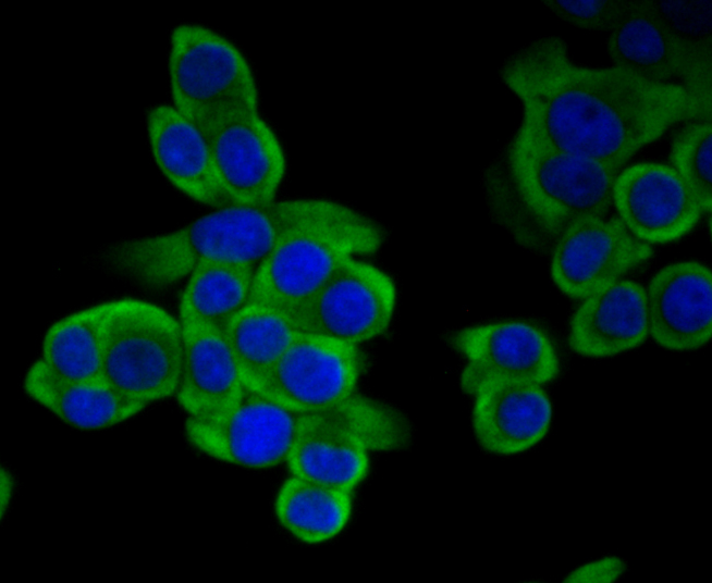ICC staining of Methionine Aminopeptidase 2 in LOVO cells (green). Formalin fixed cells were permeabilized with 0.1% Triton X-100 in TBS for 10 minutes at room temperature and blocked with 1% Blocker BSA for 15 minutes at room temperature. Cells were probed with the primary antibody (ET7108-97, 1/50) for 1 hour at room temperature, washed with PBS. Alexa Fluor®488 Goat anti-Rabbit IgG was used as the secondary antibody at 1/1,000 dilution. The nuclear counter stain is DAPI (blue).