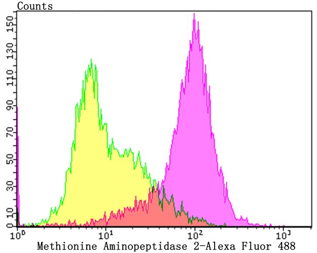 Flow cytometric analysis of Methionine Aminopeptidase 2 was done on Daudi cells. The cells were fixed, permeabilized and stained with the primary antibody (ET7108-97, 1/50) (purple). After incubation of the primary antibody at room temperature for an hour, the cells were stained with a Alexa Fluor 488-conjugated Goat anti-Rabbit IgG Secondary antibody at 1/1000 dilution for 30 minutes.Unlabelled sample was used as a control (cells without incubation with primary antibody; yellow).