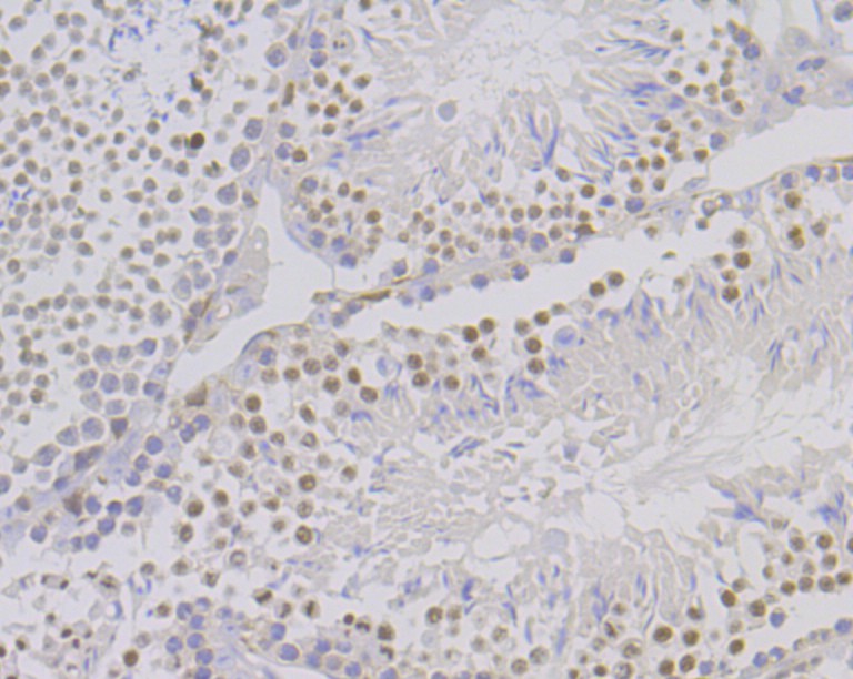 Immunohistochemical analysis of paraffin-embedded mouse testis tissue using anti-MGEA5 antibody. The section was pre-treated using heat mediated antigen retrieval with Tris-EDTA buffer (pH 8.0-8.4) for 20 minutes.The tissues were blocked in 5% BSA for 30 minutes at room temperature, washed with ddH2O and PBS, and then probed with the primary antibody (ET7109-01, 1/50) for 30 minutes at room temperature. The detection was performed using an HRP conjugated compact polymer system. DAB was used as the chromogen. Tissues were counterstained with hematoxylin and mounted with DPX.