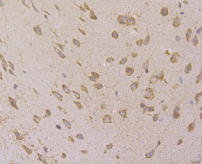 Immunohistochemical analysis of paraffin-embedded mouse brain tissue using anti-VAMP1 antibody. Counter stained with hematoxylin.