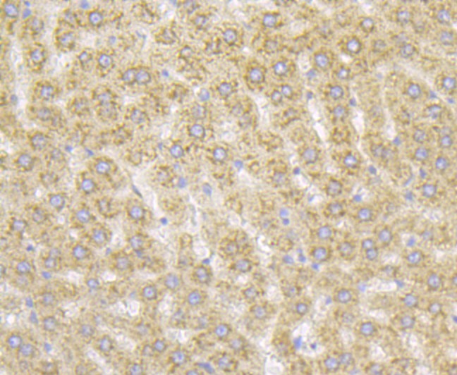 Immunohistochemical analysis of paraffin-embedded rat liver tissue using anti-RACK1 antibody. The section was pre-treated using heat mediated antigen retrieval with Tris-EDTA buffer (pH 9.0) for 20 minutes.The tissues were blocked in 1% BSA for 30 minutes at room temperature, washed with ddH2O and PBS, and then probed with the primary antibody (ET7109-04, 1/50) for 30 minutes at room temperature. The detection was performed using an HRP conjugated compact polymer system. DAB was used as the chromogen. Tissues were counterstained with hematoxylin and mounted with DPX.