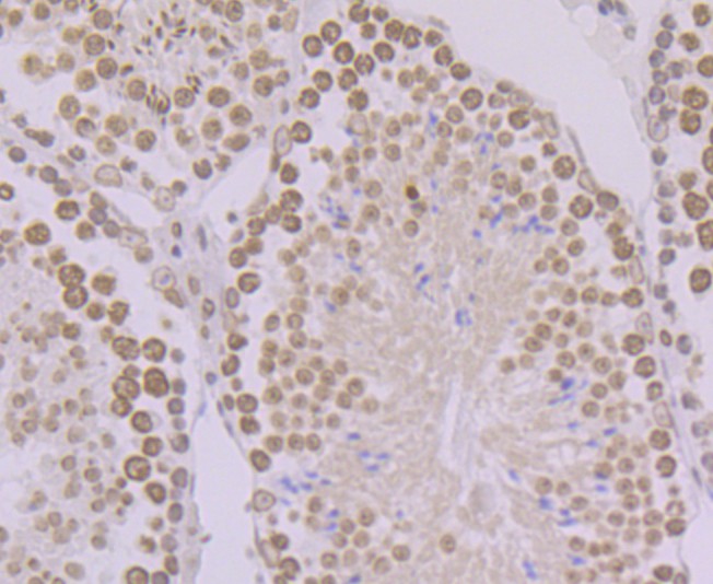 Immunohistochemical analysis of paraffin-embedded mouse testis tissue using anti-BANF1 antibody. The section was pre-treated using heat mediated antigen retrieval with Tris-EDTA buffer (pH 9.0) for 20 minutes.The tissues were blocked in 1% BSA for 30 minutes at room temperature, washed with ddH2O and PBS, and then probed with the primary antibody (ET7109-08, 1/50) for 30 minutes at room temperature. The detection was performed using an HRP conjugated compact polymer system. DAB was used as the chromogen. Tissues were counterstained with hematoxylin and mounted with DPX.