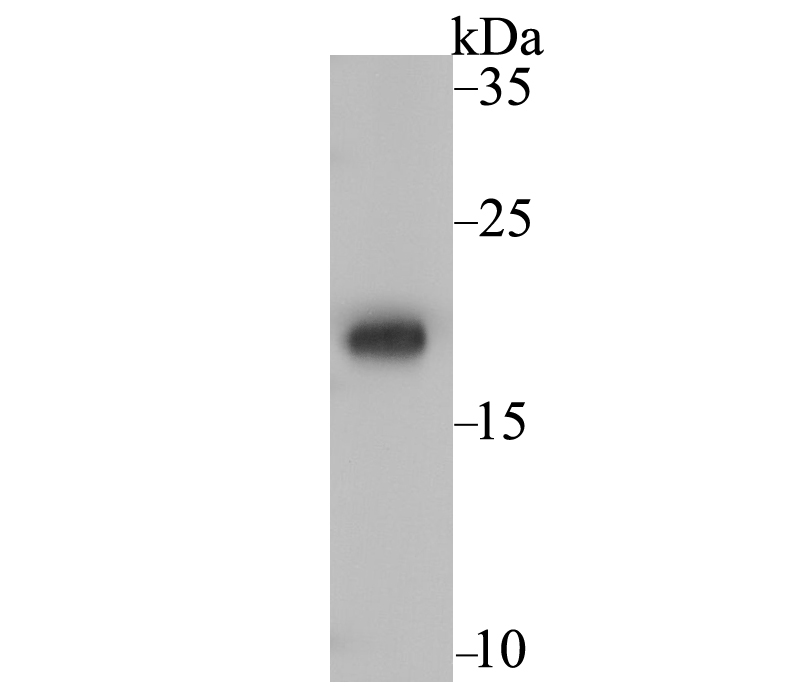 Western blot analysis of Ndufs4 on rat heart tissue lysate using anti-Ndufs4 antibody at 1/1,000 dilution.