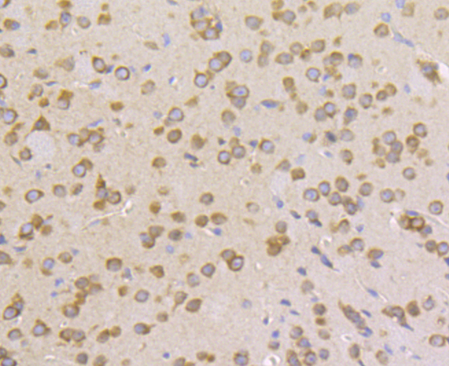 Immunohistochemical analysis of paraffin-embedded mouse brain tissue using anti-Lysyl tRNA synthetase antibody. Counter stained with hematoxylin.