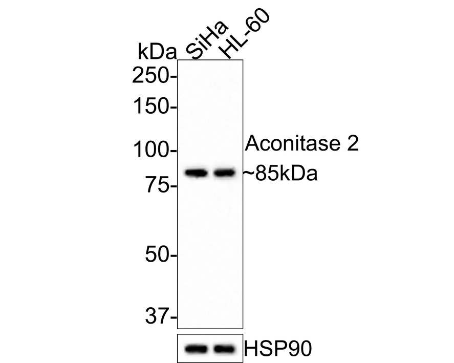Western blot analysis of Aconitase 2 on different lysates with Rabbit anti-Aconitase 2 antibody (ET7109-15) at 1/500 dilution.<br />
<br />
Lane 1: SiHa cell lysate<br />
Lane 2: HL-60 cell lysate<br />
<br />
Lysates/proteins at 10 µg/Lane.<br />
<br />
Predicted band size: 85 kDa<br />
Observed band size: 85 kDa<br />
<br />
Exposure time: 1 minute;<br />
<br />
8% SDS-PAGE gel.<br />
<br />
Proteins were transferred to a PVDF membrane and blocked with 5% NFDM/TBST for 1 hour at room temperature. The primary antibody (ET7109-15) at 1/500 dilution was used in 5% NFDM/TBST at room temperature for 2 hours. Goat Anti-Rabbit IgG - HRP Secondary Antibody (HA1001) at 1:200,000 dilution was used for 1 hour at room temperature.