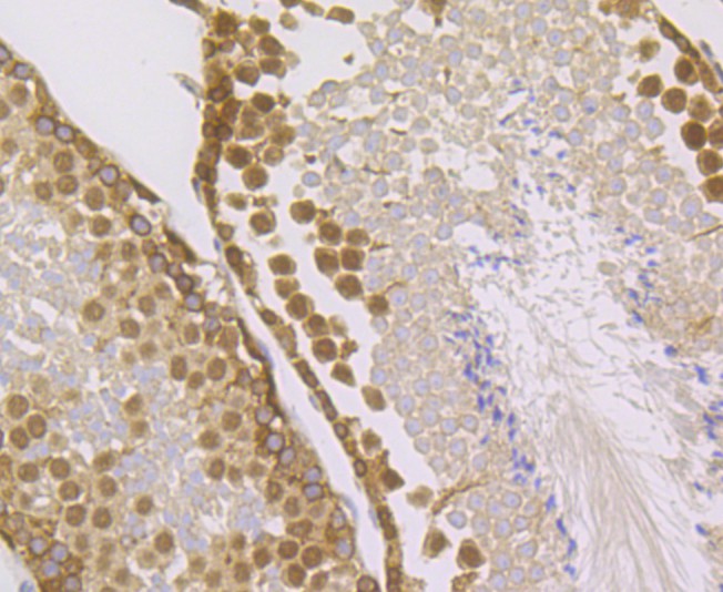 Immunohistochemical analysis of paraffin-embedded mouse testis tissue using anti-IMPDH2 antibody. The section was pre-treated using heat mediated antigen retrieval with Tris-EDTA buffer (pH 9.0) for 20 minutes.The tissues were blocked in 1% BSA for 30 minutes at room temperature, washed with ddH2O and PBS, and then probed with the primary antibody (ET7109-16, 1/50) for 30 minutes at room temperature. The detection was performed using an HRP conjugated compact polymer system. DAB was used as the chromogen. Tissues were counterstained with hematoxylin and mounted with DPX.