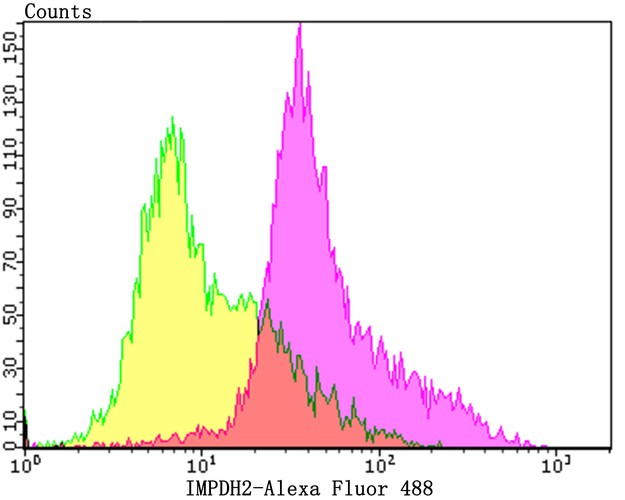 Flow cytometric analysis of IMPDH2 was done on Daudi cells. The cells were fixed, permeabilized and stained with the primary antibody (ET7109-16, 1/50) (purple). After incubation of the primary antibody at room temperature for an hour, the cells were stained with a Alexa Fluor®488 conjugate-Goat anti-Rabbit IgG Secondary antibody at 1/1,000 dilution for 30 minutes.Unlabelled sample was used as a control (cells without incubation with primary antibody; yellow).
