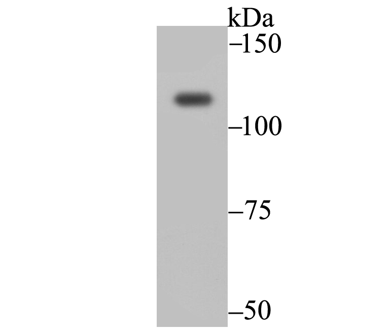Western blot analysis of Exportin-5 on 293 cell using anti-Exportin-5 antibody at 1/2,000 dilution.