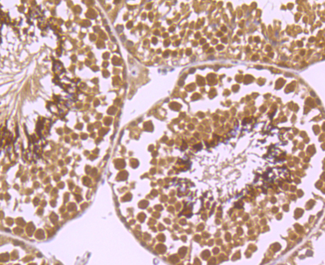 Immunohistochemical analysis of paraffin-embedded mouse testis tissue using anti-Exportin-5 antibody. Counter stained with hematoxylin.