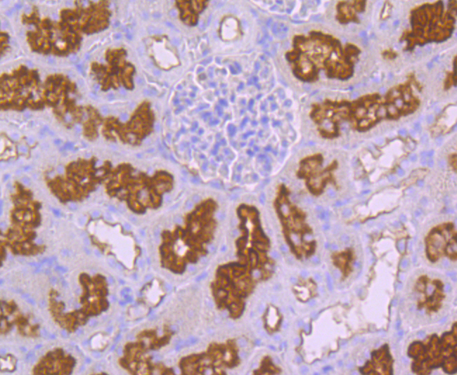 Immunohistochemical analysis of paraffin-embedded rat kidney tissue using anti-Syntaxin 3 antibody. Counter stained with hematoxylin.
