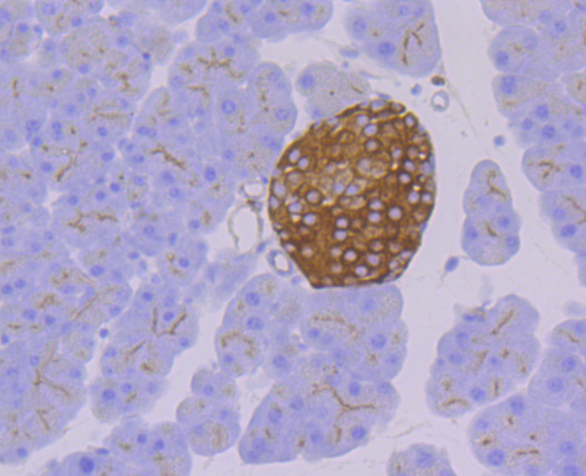 Immunohistochemical analysis of paraffin-embedded mouse pancreas tissue using anti-Syntaxin 3 antibody. Counter stained with hematoxylin.