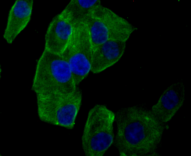 ICC staining of Lumican in PANC-1 cells (green). Formalin fixed cells were permeabilized with 0.1% Triton X-100 in TBS for 10 minutes at room temperature and blocked with 10% negative goat serum for 15 minutes at room temperature. Cells were probed with the primary antibody (ET7109-24, 1/50) for 1 hour at room temperature, washed with PBS. Alexa Fluor®488 conjugate-Goat anti-Rabbit IgG was used as the secondary antibody at 1/1,000 dilution. The nuclear counter stain is DAPI (blue).