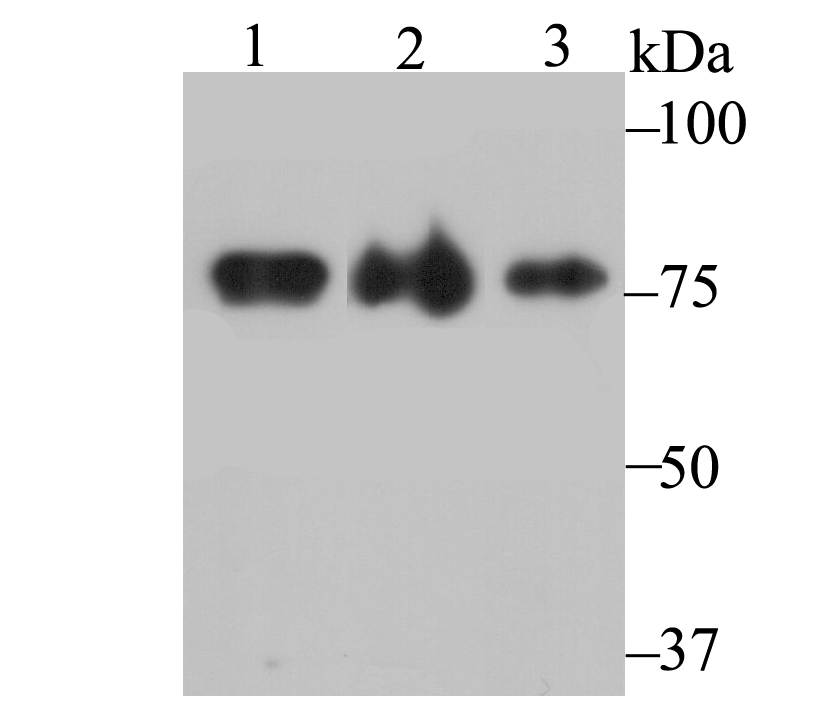 Western blot analysis of KHSRP on different lysates. Proteins were transferred to a PVDF membrane and blocked with 5% BSA in PBS for 1 hour at room temperature. The primary antibody (ET7109-30, 1/500) was used in 5% BSA at room temperature for 2 hours. Goat Anti-Rabbit IgG - HRP Secondary Antibody (HA1001) at 1:200,000 dilution was used for 1 hour at room temperature.<br />
Positive control: <br />
Lane 1: 293 cell lysate<br />
Lane 2: Mouse brain tissue lysate<br />
Lane 3: Rat brain tissue lysate