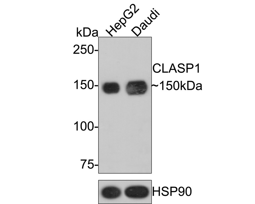 Western blot analysis of CLASP1 on different lysates with Rabbit anti-CLASP1 antibody (ET7109-31) at 1/500 dilution.<br />
<br />
Lane 1: HepG2 cell lysate<br />
Lane 2: Daudi cell lysate<br />
<br />
Lysates/proteins at 10 µg/Lane.<br />
<br />
Predicted band size: 169 kDa<br />
Observed band size: 150 kDa<br />
<br />
Exposure time: 2 minutes;<br />
<br />
6% SDS-PAGE gel.<br />
<br />
Proteins were transferred to a PVDF membrane and blocked with 5% NFDM/TBST for 1 hour at room temperature. The primary antibody (ET7109-31) at 1/500 dilution was used in 5% NFDM/TBST at room temperature for 2 hours. Goat Anti-Rabbit IgG - HRP Secondary Antibody (HA1001) at 1:200,000 dilution was used for 1 hour at room temperature.