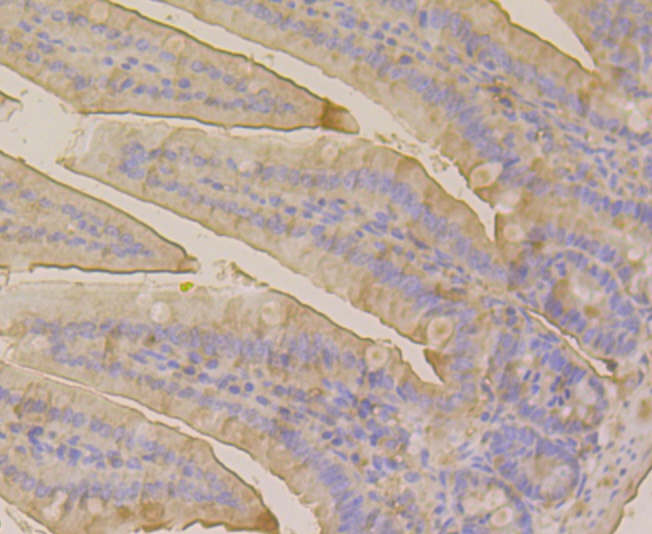 Immunohistochemical analysis of paraffin-embedded mouse colon tissue using anti-CLASP1 antibody. The section was pre-treated using heat mediated antigen retrieval with Tris-EDTA buffer (pH 8.0-8.4) for 20 minutes.The tissues were blocked in 5% BSA for 30 minutes at room temperature, washed with ddH2O and PBS, and then probed with the antibody (ET7109-31) at 1/50 dilution, for 30 minutes at room temperature and detected using an HRP conjugated compact polymer system. DAB was used as the chrogen. Counter stained with hematoxylin and mounted with DPX.