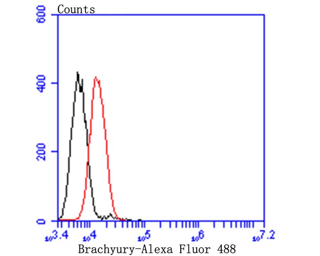 Flow cytometric analysis of Brachyury / Bry was done on A549 cells. The cells were fixed, permeabilized and stained with the primary antibody (ET7109-35, 1/50) (red). After incubation of the primary antibody at room temperature for an hour, the cells were stained with a Alexa Fluor 488-conjugated Goat anti-Rabbit IgG Secondary antibody at 1/1,000 dilution for 30 minutes.Unlabelled sample was used as a control (cells without incubation with primary antibody; black).
