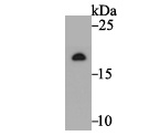 Western blot analysis of Ndufs4 on rat heart tissue lysate. Proteins were transferred to a PVDF membrane and blocked with 5% BSA in PBS for 1 hour at room temperature. The primary antibody was used at a 1:500 dilution in 5% BSA at room temperature for 2 hours. Goat Anti-Rabbit IgG - HRP Secondary Antibody (HA1001) at 1:5,000 dilution was used for 1 hour at room temperature.