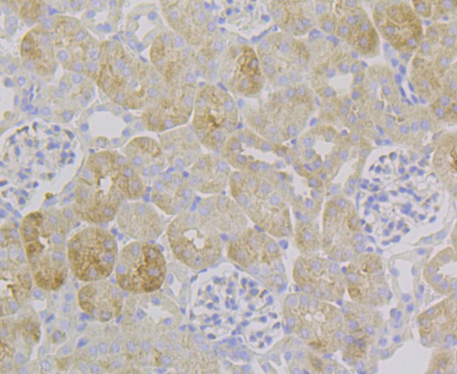 Immunohistochemical analysis of paraffin-embedded mouse kidney tissue using anti-Ndufs4 antibody. The section was pre-treated using heat mediated antigen retrieval with Tris-EDTA buffer (pH 8.0-8.4) for 20 minutes. The tissues were blocked in 5% BSA for 30 minutes at room temperature, washed with ddH2O and PBS, and then probed with the antibody (ET7109-37) at 1/100 dilution, for 30 minutes at room temperature and detected using an HRP conjugated compact polymer system. DAB was used as the chrogen. Counter stained with hematoxylin and mounted with DPX.