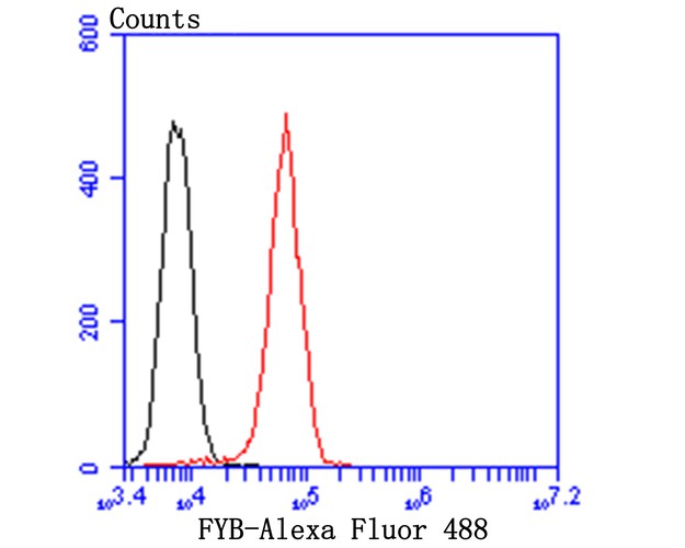 Flow cytometric analysis of FYB was done on HepG2 cells. The cells were fixed, permeabilized and stained with FYB antibody at 1/100 dilution (red) compared with an unlabelled control (cells without incubation with primary antibody; black). After incubation of the primary antibody on room temperature for 1 hour, the cells was stained with a Alexa Fluor™ 488-conjugated goat anti-rabbit IgG Secondary antibody at 1/500 dilution for 30 minutes.