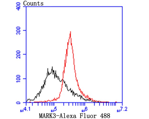 Flow cytometric analysis of MARK3 was done on MCF-7 cells. The cells were fixed, permeabilized and stained with MARK3 antibody at 1/100 dilution (red) compared with an unlabelled control (cells without incubation with primary antibody; black). After incubation of the primary antibody on room temperature for 1 hour, the cells was stained with a Alexa Fluor™ 488-conjugated goat anti-rabbit IgG Secondary antibody at 1/500 dilution for 30 minutes.