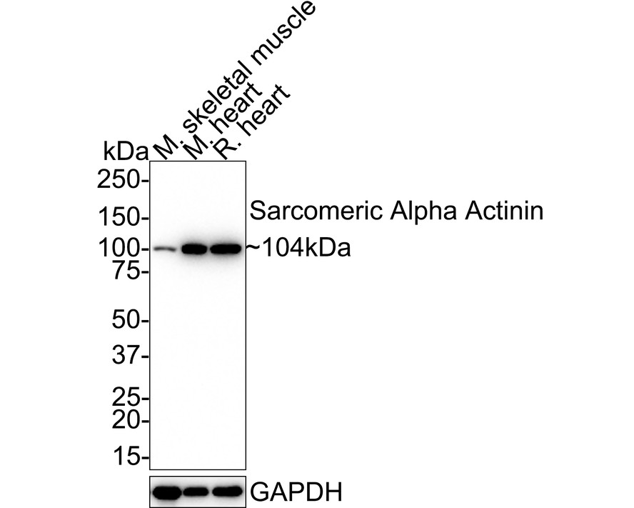 Western blot analysis of Sarcomeric Alpha Actinin on different lysates with Rabbit anti-Sarcomeric Alpha Actinin antibody (ET7109-42) at 1/1,000 dilution.<br />
<br />
Lane 1: Mouse skeletal muscle tissue lysate<br />
Lane 2: Mouse heart tissue lysate<br />
Lane 3: Rat heart tissue lysate<br />
<br />
Lysates/proteins at 20 µg/Lane.<br />
<br />
Predicted band size: 104 kDa<br />
Observed band size: 104 kDa<br />
<br />
Exposure time: 3 minutes;<br />
<br />
4-20% SDS-PAGE gel.<br />
<br />
Proteins were transferred to a PVDF membrane and blocked with 5% NFDM/TBST for 1 hour at room temperature. The primary antibody (ET7109-42) at 1/1,000 dilution was used in 5% NFDM/TBST at room temperature for 2 hours. Goat Anti-Rabbit IgG - HRP Secondary Antibody (HA1001) at 1:50,000 dilution was used for 1 hour at room temperature.