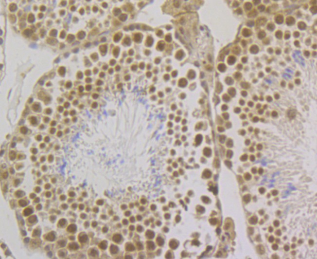 Immunohistochemical analysis of paraffin-embedded mouse testis tissue using anti-SFRS3 antibody. The section was pre-treated using heat mediated antigen retrieval with Tris-EDTA buffer (pH 8.0-8.4) for 20 minutes. The tissues were blocked in 5% BSA for 30 minutes at room temperature, washed with ddH2O and PBS, and then probed with the antibody (ET7109-47) at 1/200 dilution, for 30 minutes at room temperature and detected using an HRP conjugated compact polymer system. DAB was used as the chrogen. Counter stained with hematoxylin and mounted with DPX.
