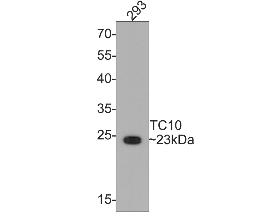 Western blot analysis of TC10 on 293 cell lysates. Proteins were transferred to a PVDF membrane and blocked with 5% BSA in PBS for 1 hour at room temperature. The primary antibody (ET7109-55, 1/500) was used in 5% BSA at room temperature for 2 hours. Goat Anti-Rabbit IgG - HRP Secondary Antibody (HA1001) at 1:200,000 dilution was used for 1 hour at room temperature.
