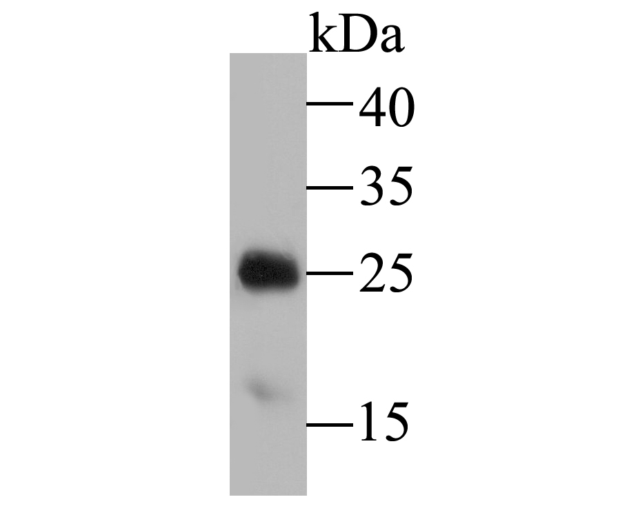Western blot analysis of TPPP on mouse brain tissue lysate. Proteins were transferred to a PVDF membrane and blocked with 5% BSA in PBS for 1 hour at room temperature. The primary antibody (ET7109-56, 1/1,000) was used in 5% BSA at room temperature for 2 hours. Goat Anti-Rabbit IgG - HRP Secondary Antibody (HA1001) at 1:5,000 dilution was used for 1 hour at room temperature.