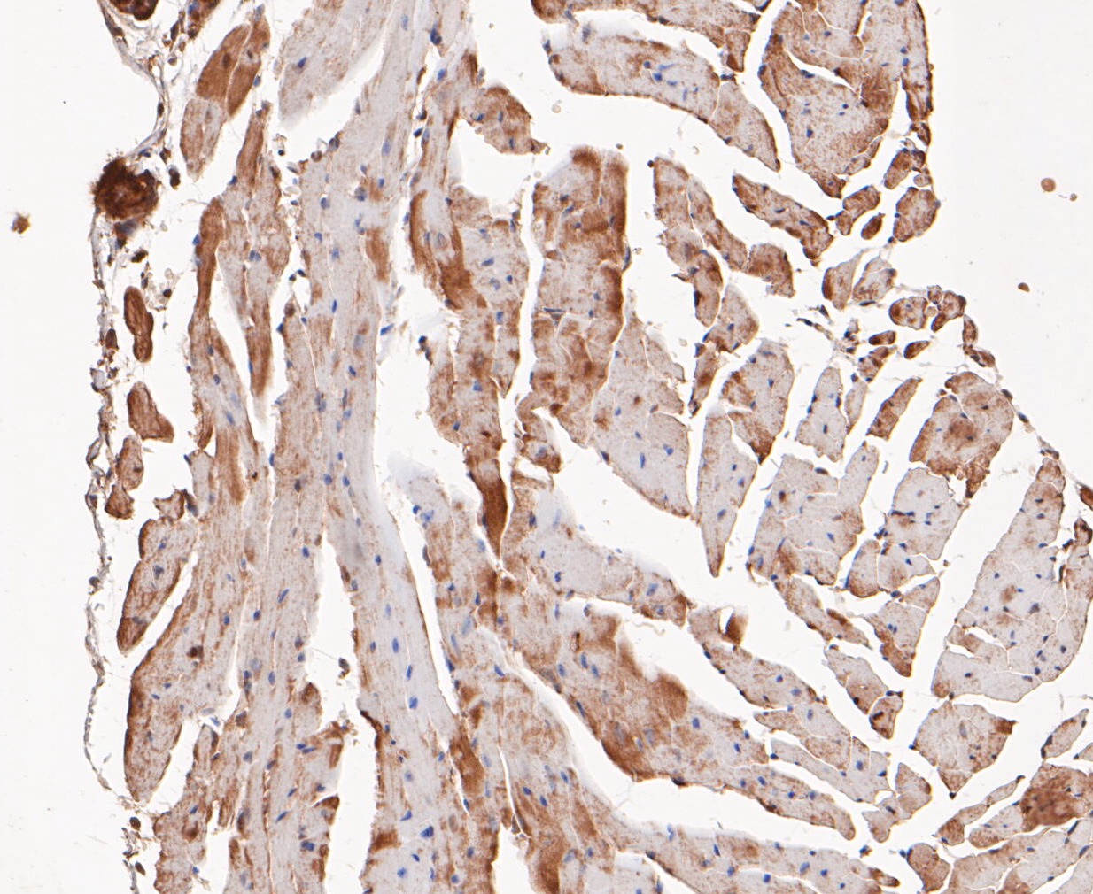 Immunohistochemical analysis of paraffin-embedded mouse heart tissue using anti-COPS3/CSN3 antibody. The section was pre-treated using heat mediated antigen retrieval with sodium citrate buffer (pH 6.0) for 20 minutes. The tissues were blocked in 5% BSA for 30 minutes at room temperature, washed with ddH2O and PBS, and then probed with the primary antibody (ET7109-60, 1/50)  for 30 minutes at room temperature. The detection was performed using an HRP conjugated compact polymer system. DAB was used as the chromogen. Tissues were counterstained with hematoxylin and mounted with DPX.